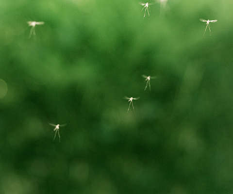 Mosquito control services in Tampa